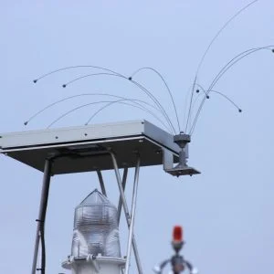 Daddi Long Legs Rotating Bird Spider, 1.25m