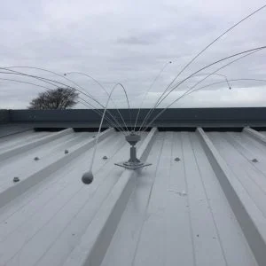 Daddi Long Legs, Rotating Bird Spider, 1.8m