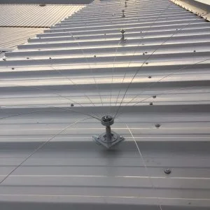 Daddi Long Legs, Rotating Bird Spider, 1.8m