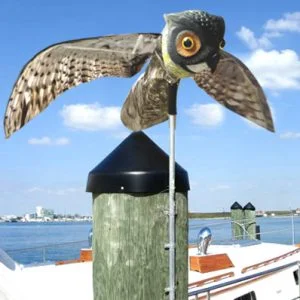 Prowler Owl