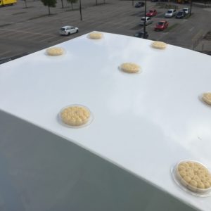 Bird Proofing - Gel