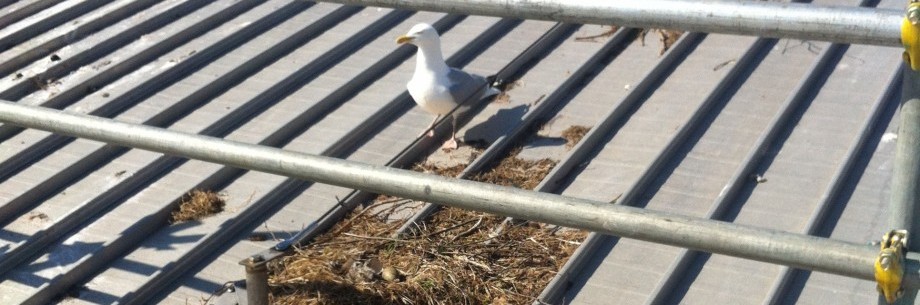 nest removal