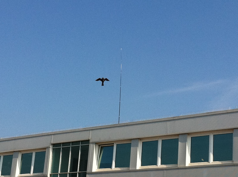 Hawk Kite Bird Scarer Spares EnviroGuard