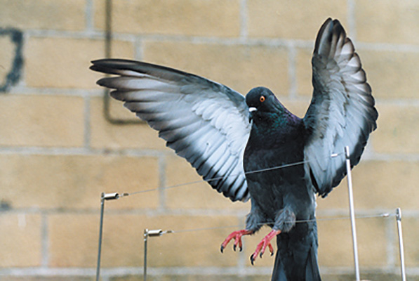 bird wire enviroguard bird wire enviroguard